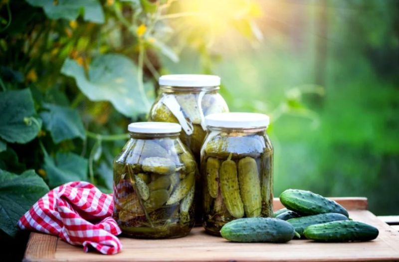 Chó có thể ăn dưa chua không?