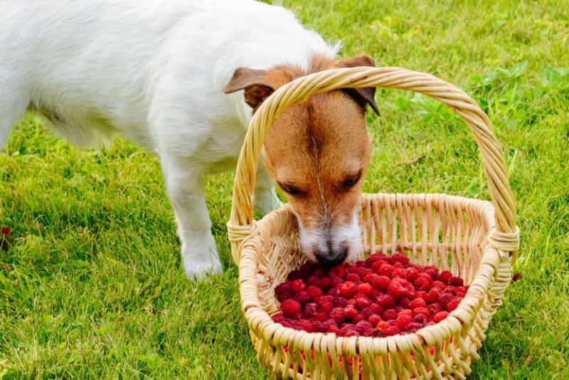 Tránh cho chó ăn quá nhiều quả mâm xôi để không gây khó tiêu hoặc ngộ độc