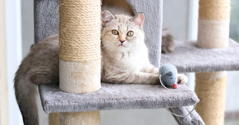 cách giảm cân cho mèo