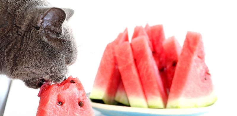 Cách cho mèo ăn dưa hấu an toàn