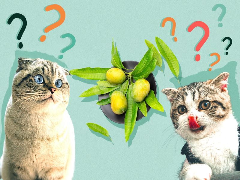 Mèo có thể ăn xoài nhưng với lượng vừa phải