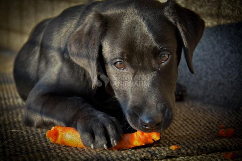 Nên rửa sạch và cắt nhỏ cà rốt để chó ăn không bị nghẹn và dễ tiêu hóa