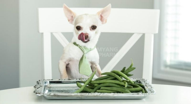 Đậu xanh có giúp chó giảm cân không?