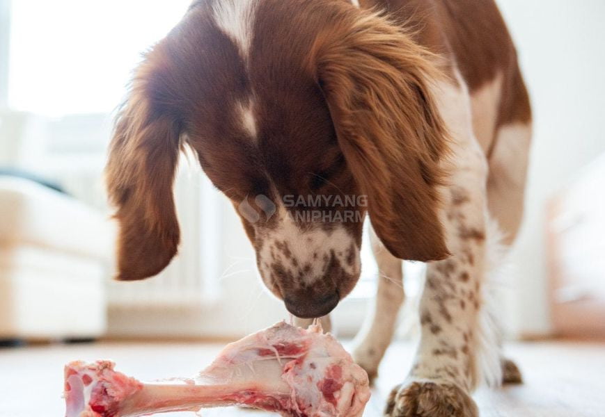 Theo dõi các dấu hiệu bất thường ở chó để kịp thời đưa đến cơ sở thú y gần nhất