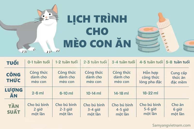 Bảng lịch trình cho mèo con ăn từ 0 - 8 tuần tuổi