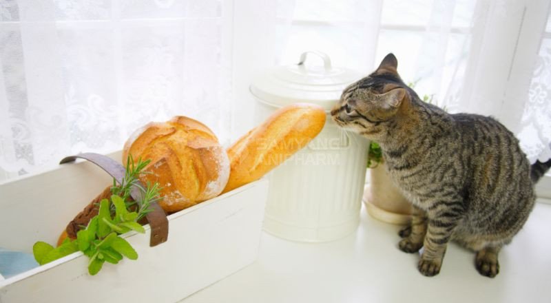 Bánh mì không mang lại giá trị dinh dưỡng cho mèo và không cần thiết phải bổ sung