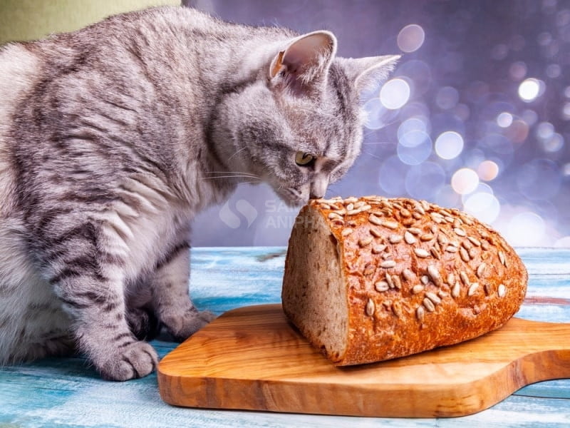Mèo có thể ăn bánh mì nướng nhưng không thêm hương vị hay (tốt nhất là bánh mì nướng nhạt)