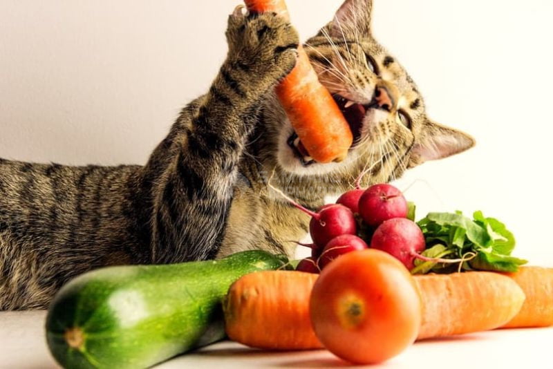 Một số loại rau khác cũng an toàn cho mèo