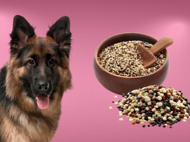 Chó có thể ăn hạt Quinoa không?