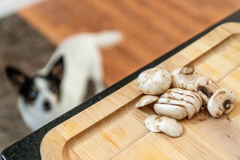 Một số loại nấm có độc với chó