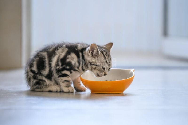 Nên cho mèo ăn tự do theo một lượng thức ăn nhất định