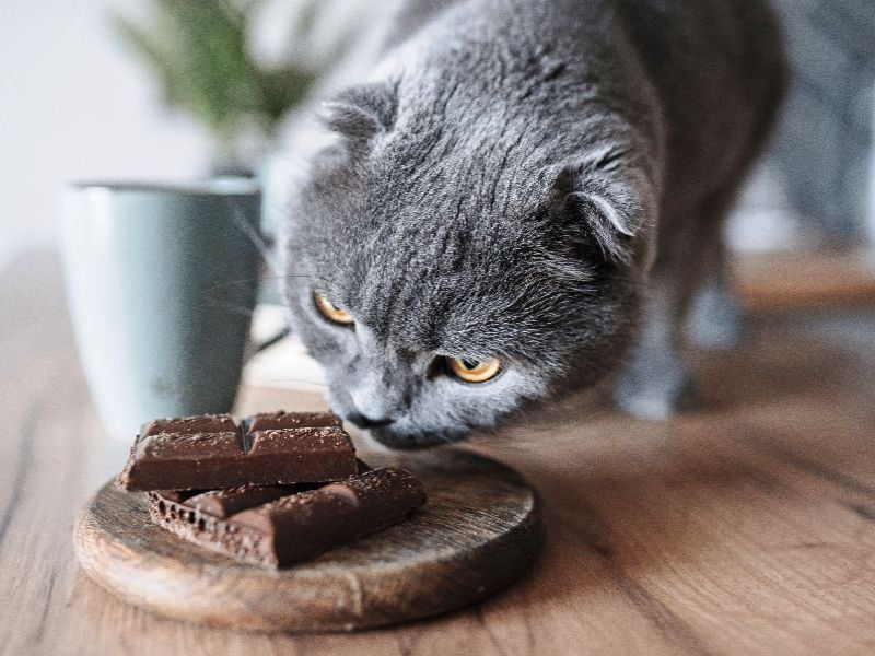 Trong sô cô la có chứa một số thành phần độc hại đối với mèo