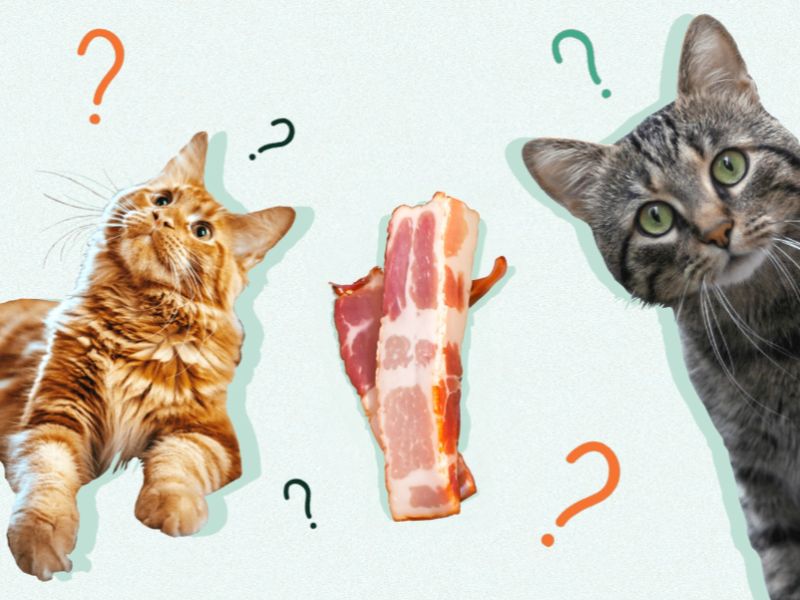 Mèo có thể ăn thịt xông khói không