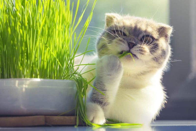 Mèo ăn cỏ để có thể đào thải búi lông hoặc những thứ không tiêu hóa được bằng việc nôn ói