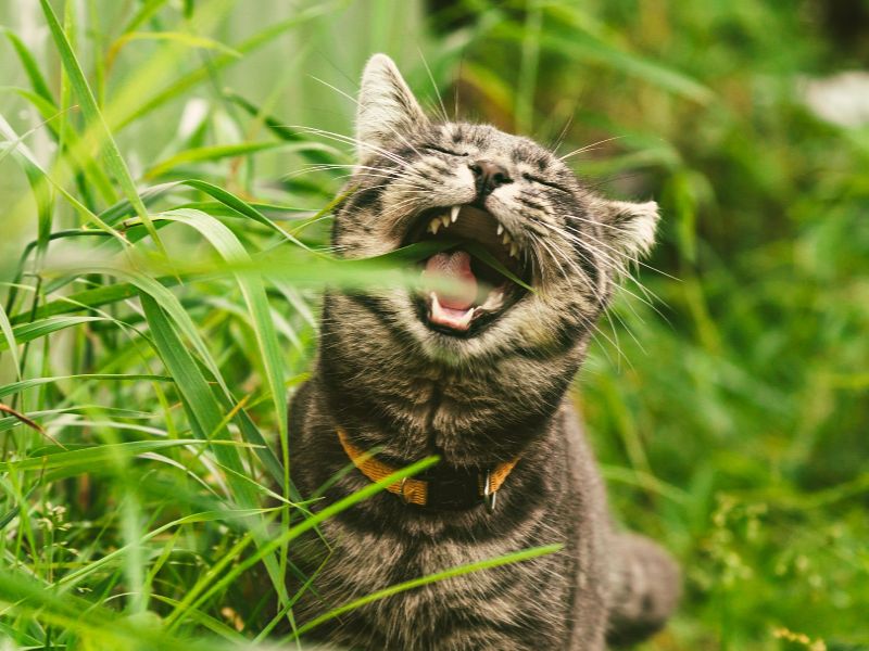 Mèo ăn cỏ có thể để làm dịu dạ dàng đang khó chịu của chúng