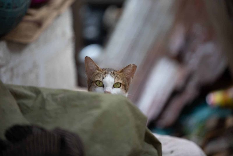 Khoảng cách mèo bị lạc