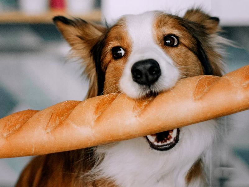 Chó có thể ăn bánh mì không?