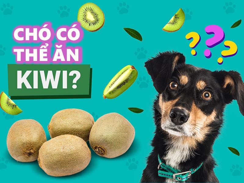 Chó có thể ăn kiwi không?