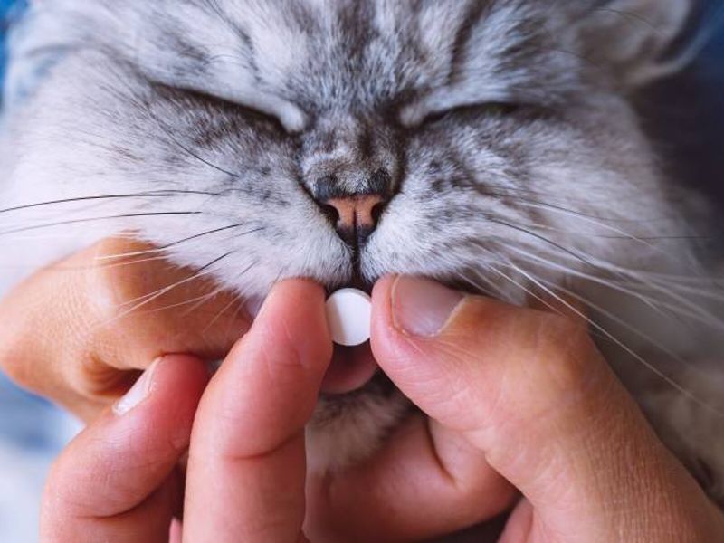 Không có loại thuốc an thần nào hoàn toàn an toàn cho mèo, nên cần phải có sự đánh giá từ bác sĩ thú y trước khi cho mèo uống