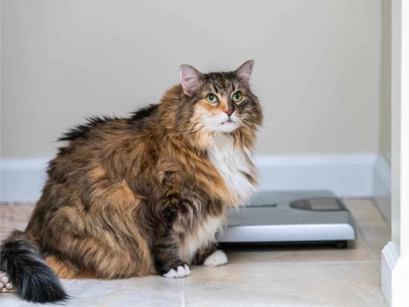 Cân nặng trung bình của mèo trưởng là bao nhiêu?