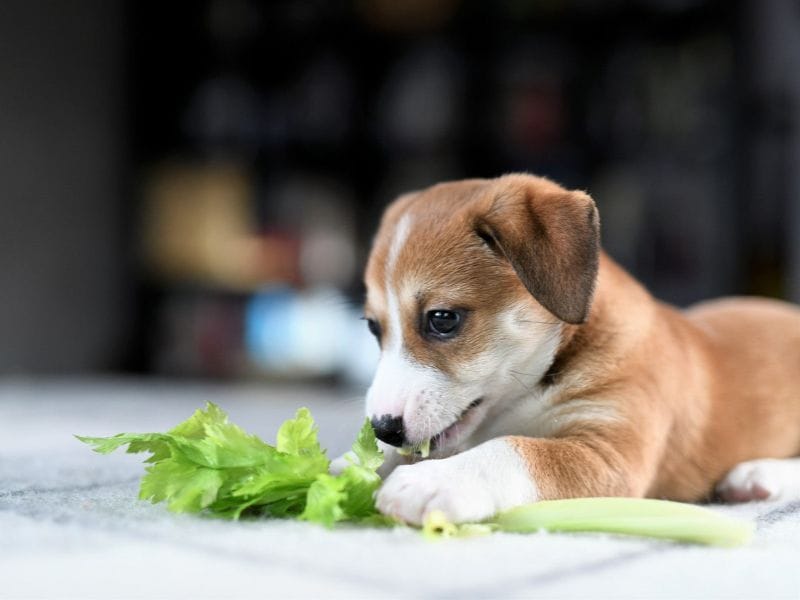 Chó có thể ăn cần tây như một thực phẩm bổ sung an toàn và lành mạnh