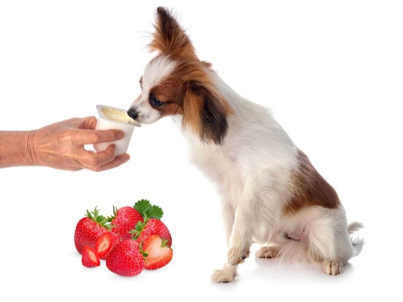 Chó có ăn được sữa chua không?
