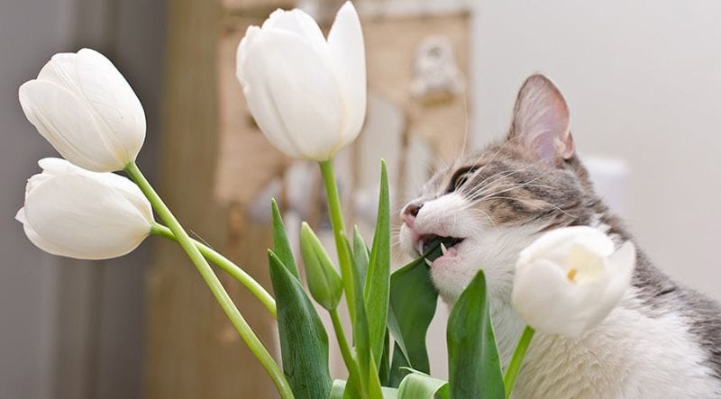 Hoa thủy tiên là loài hoa gây độc mạnh cho mèo