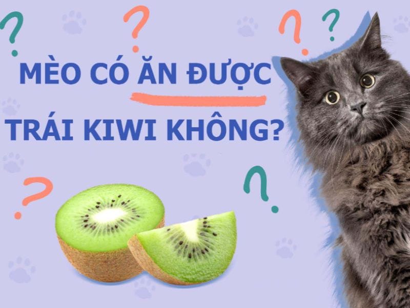 Mèo có thể ăn được trái kiwi nhưng cần loại bỏ hạt và vỏ