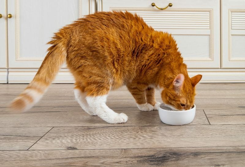 Thức ăn cho mèo