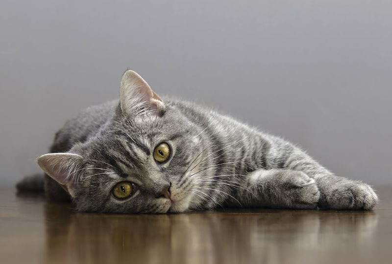 Mèo bị thận do nhiều nguyên nhân như: tuổi tác, dinh dưỡng không phù hợp, hoặc do di truyền,...