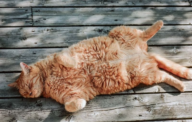 Có nhiều nguyên nhân khiến mèo tăng cân, béo phì do tuổi tác, thức ăn, vận động,...