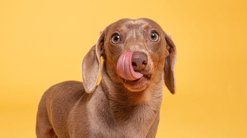 Không phải giống chó nào cũng có hệ tiêu hóa khỏe mạnh nên chúng cần hạt mềm dễ tiêu hóa