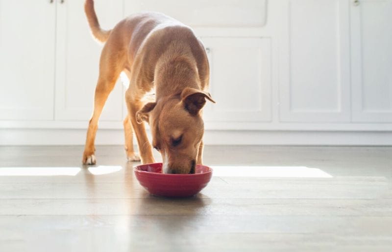 Hạt mềm cho chó cần phải có độ ẩm cao, giàu khoáng chất thiết yếu, có chức năng hữu ích cho sức khỏe chó