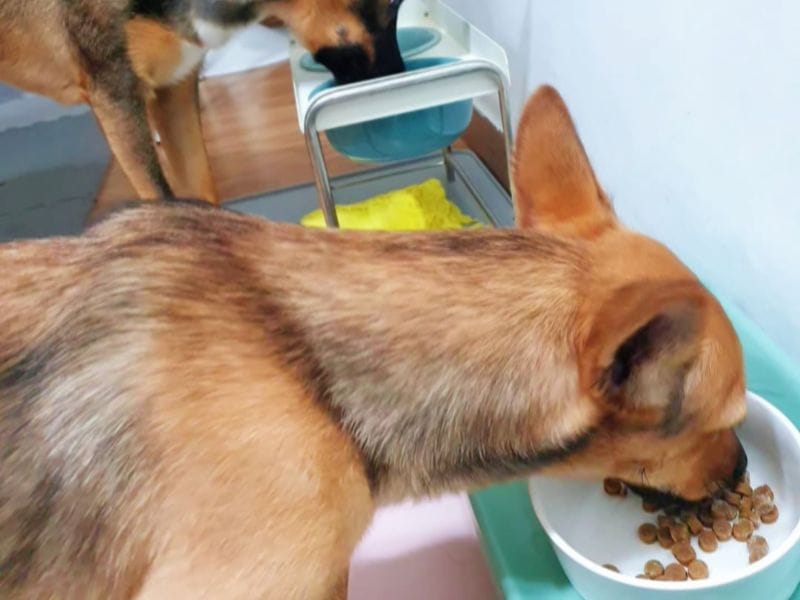 Chó cần thức ăn dễ tiêu hóa