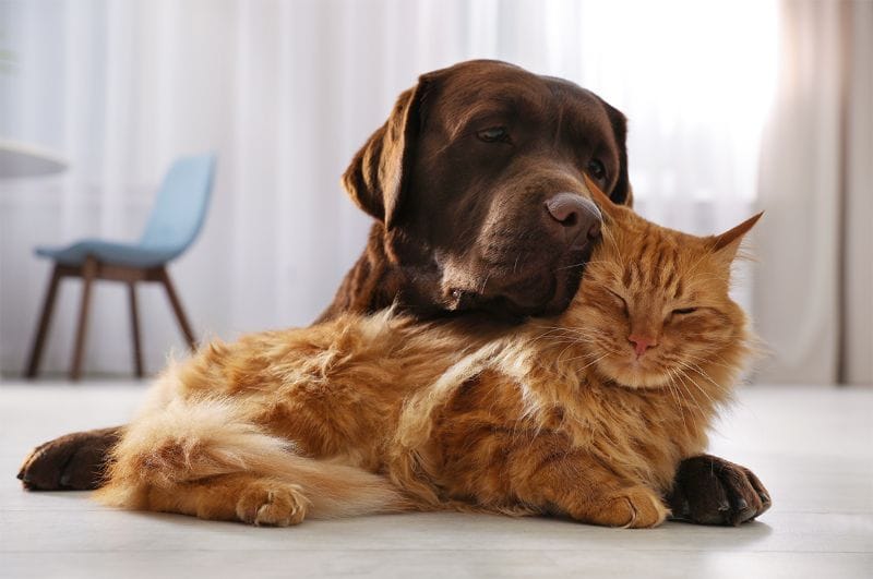 Chi phí hàng tháng nuôi thú cưng bao gồm: thăm khám thú y, thức ăn, grooming,...