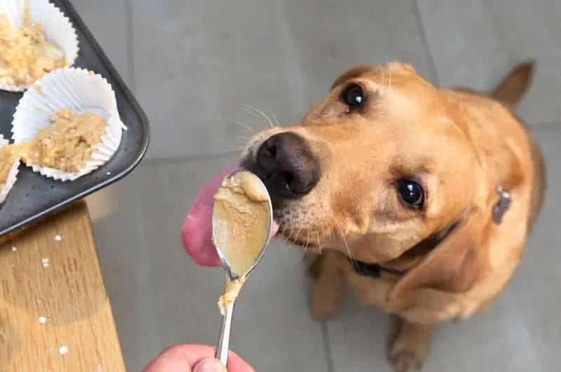 Cần thận trọng khi cho chó ăn bơ đậu phộng có chứa thành phần xylitol gây nguy hại sức khỏe chó