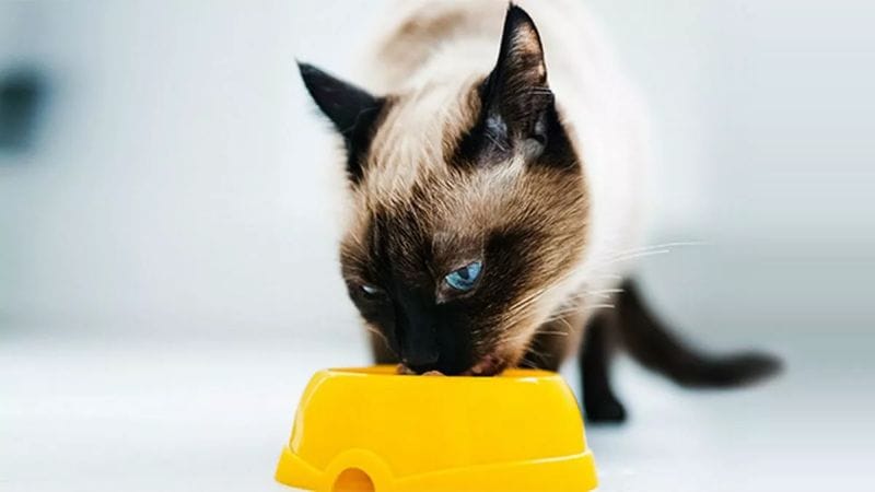 Thực tế, thức ăn cho thú cưng được kiểm soát chất lượng rất nghiêm ngặt từ khâu sản xuất đến kiểm định chất lượng