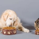 Nhu cầu dinh dưỡng của chó và mèo khác nhau nên thức ăn của chó và mèo cũng khác nhau