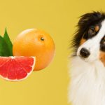 Cam là một loại trái cây chó có thể ăn được