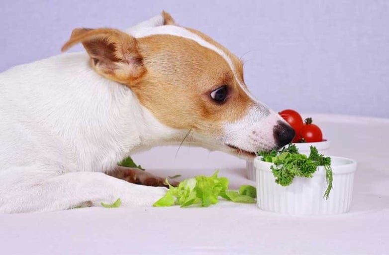 Rau củ chó có thể ăn