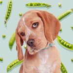 Chó có thể ăn đậu Hà Lan nhưng với mức độ và cách chế biến hợp lý