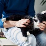 Gắn bó với mèo giúp cả chủ nuôi và thú cưng luôn có tâm trạng thoải mái và tích cực