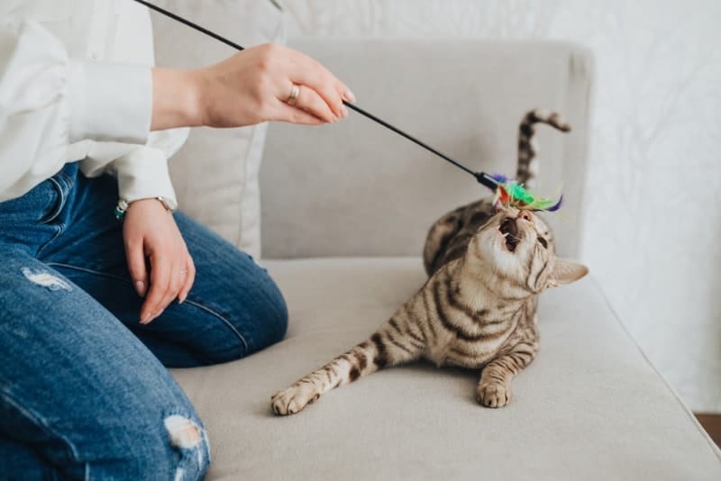 Thưởng đồ ăn nhẹ cho mèo mỗi khi chơi cùng chúng hoặc huấn luyện để tạo sự gắn kết với mèo