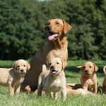 Không nên lạm dụng thức ăn cho chó con mà cần hiểu nhu cầu phụ thuộc theo giống