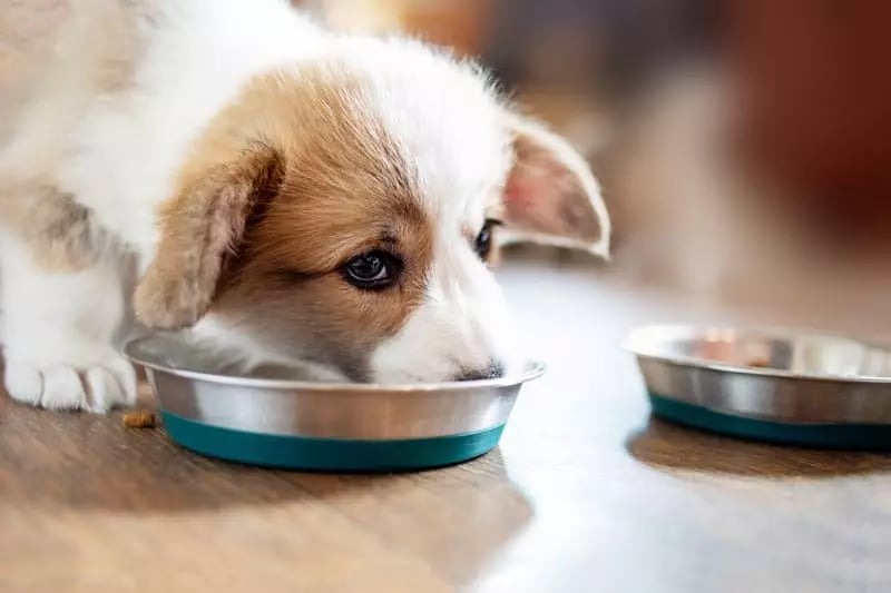 Phòng ngừa hạ đường huyết cho chó con bằng cách cho ăn theo tần suất và theo độ tuổi