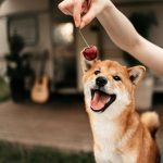 Chó có thể ăn được quả cherry nhưng không thực sự lúc nào cũng an toàn