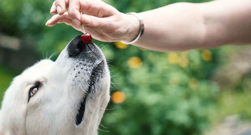 Nếu chó chỉ ăn một quả cherry thì cần bình tĩnh theo dõi triệu chứng