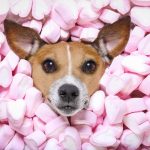 Kẹo dẻo không có giá trị dinh dưỡng với chó, vừa có khả năng chứa xylitol - một chất độc hại với chó