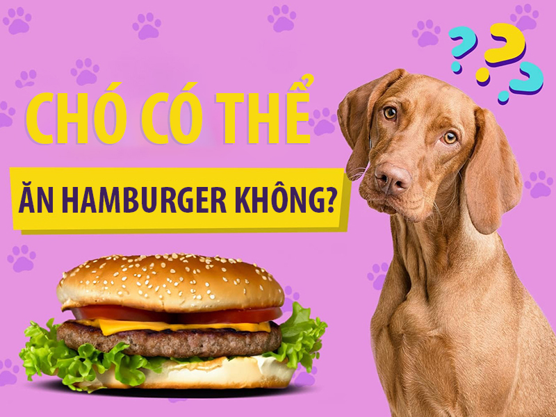 Chó có thể ăn hamburger nếu thành phần thịt nướng không chứa gia vị